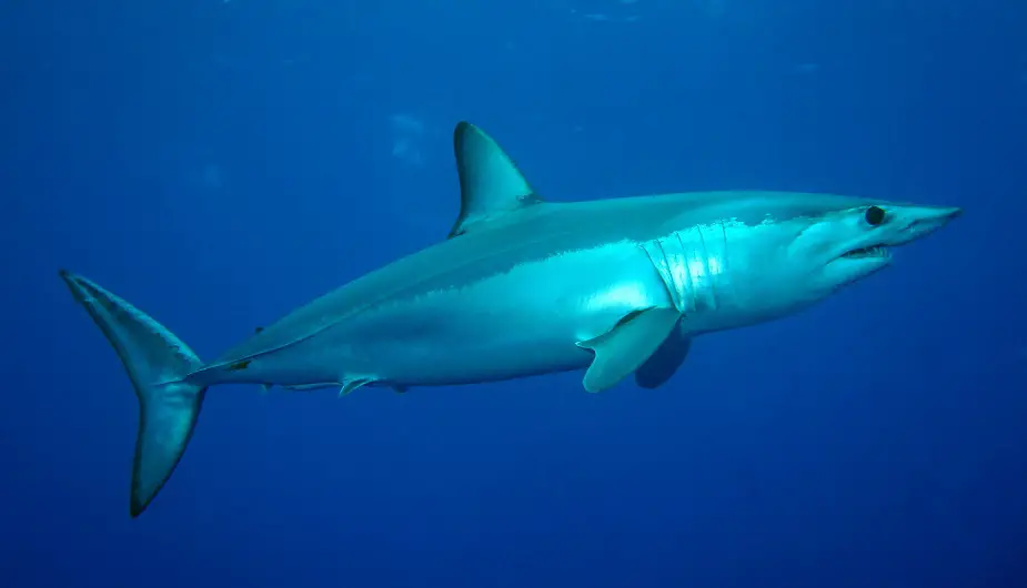 USA Shark skin studied to make faster aircraft